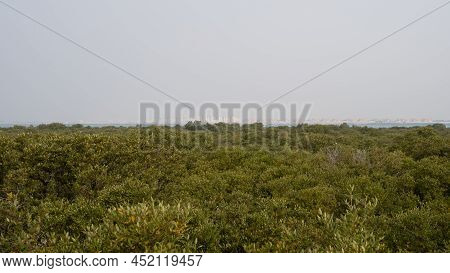 Bird View Of Magroves Plant In The Al Khor Thakira Mangrove Jungle.