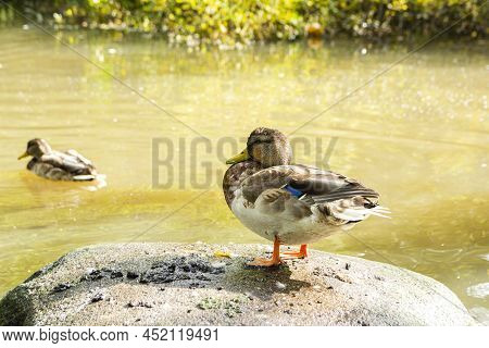 Young Mallard Resting On The Stone, Stromberg Park, Helsinki, Finland