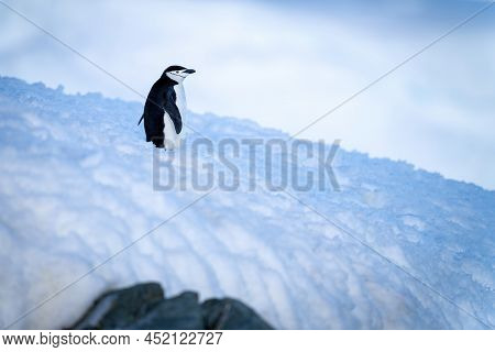 Chinstrap Penguin Standing On Blue Snow Bank