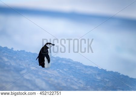 Chinstrap Penguin Stands On Blue Snow Bank