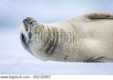 Close-up Of Crabeater Seal Dozing On Ice