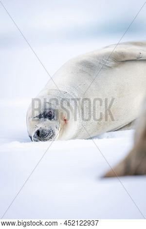 Close-up Of Crabeater Seal Lying Near Another