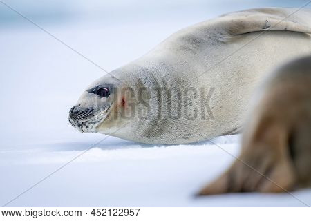 Close-up Of Crabeater Seal Resting Near Another