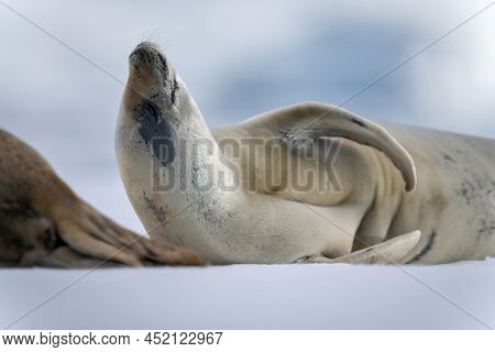 Close-up Of Crabeater Seal Resting On Iceberg