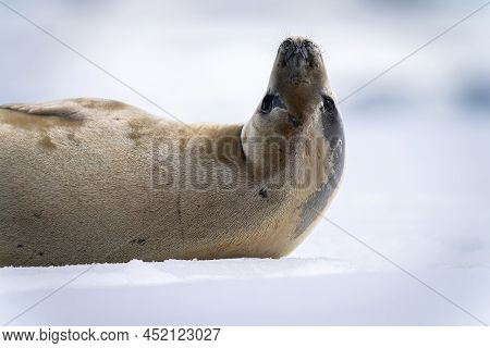 Close-up Of Crabeater Seal With Head Upside-down