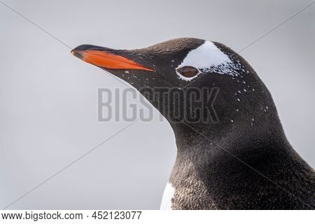 Close-up Of Gentoo Penguin Head In Profile