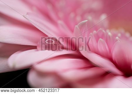 A Very Dreamy Shallow Depth Of Field Macro Photography Photograph Of A Hibiscus Flower With Very Sof