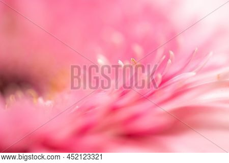 A Very Dreamy Shallow Depth Of Field Macro Photography Photograph Of A Hibiscus Flower With Very Sof