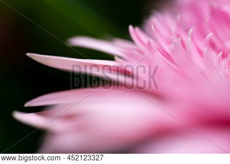 A Very Dreamy Shallow Depth Of Field Macro Photography Photograph Of A Hibiscus Flower With Very Sof