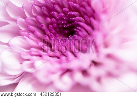 A Very Dreamy Shallow Depth Of Field Macro Photography Photograph Of A Hibiscus Flower With Very Sof