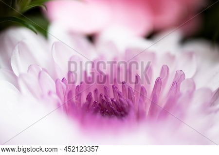 A Very Dreamy Shallow Depth Of Field Macro Photography Photograph Of A Hibiscus Flower With Very Sof