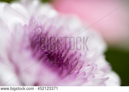A Very Dreamy Shallow Depth Of Field Macro Photography Photograph Of A Hibiscus Flower With Very Sof