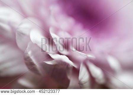 A Very Dreamy Shallow Depth Of Field Macro Photography Photograph Of A Hibiscus Flower With Very Sof