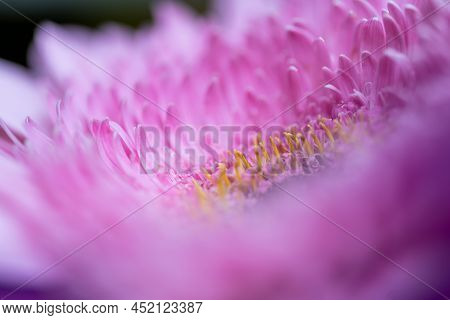 A Very Dreamy Shallow Depth Of Field Macro Photography Photograph Of A Hibiscus Flower With Very Sof