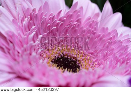 A Very Dreamy Shallow Depth Of Field Macro Photography Photograph Of A Hibiscus Flower With Very Sof