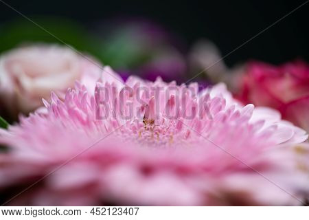A Very Dreamy Shallow Depth Of Field Macro Photography Photograph Of A Hibiscus Flower With Very Sof