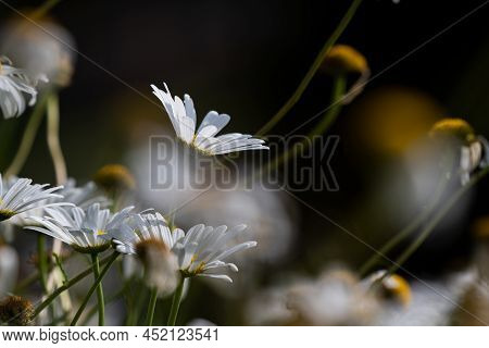 Beautiful White Petal Kosmos Flowers Blossoming In The Summer Sun Evoking Emotional Happiness And Br