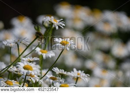 Beautiful White Petal Kosmos Flowers Blossoming In The Summer Sun Evoking Emotional Happiness And Br