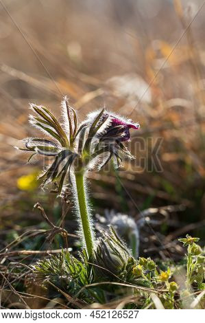 Spring Purple Flower In The Meadow - Grasshopper - Pulsatilla Pratensis