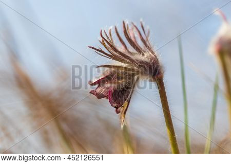 Spring Purple Flower In The Meadow - Grasshopper - Pulsatilla Pratensis