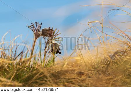 Spring Purple Flower In The Meadow - Grasshopper - Pulsatilla Pratensis