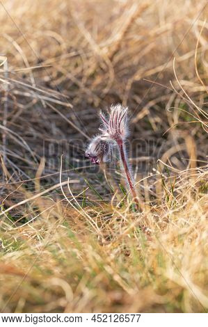 Spring Purple Flower In The Meadow - Grasshopper - Pulsatilla Pratensis