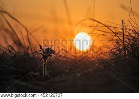 Spring Purple Flower In The Meadow - Grasshopper - Pulsatilla Pratensis At Sunset.