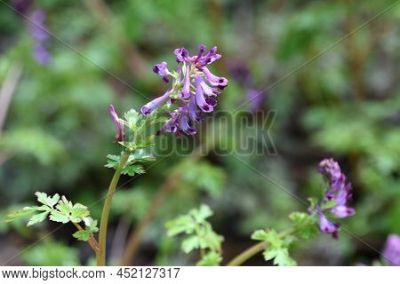 Fumewort (corydalis Insica) Flowers.papaveraceae Toxic Plants. It Grows Mainly In The Shade Of Trees