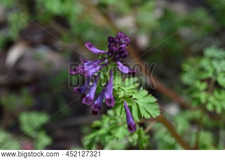 Fumewort (corydalis Insica) Flowers.papaveraceae Toxic Plants. It Grows Mainly In The Shade Of Trees