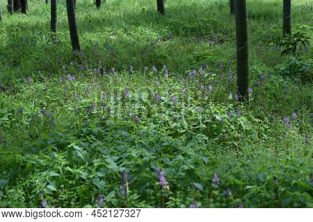 Fumewort (corydalis Insica) Flowers.papaveraceae Toxic Plants. It Grows Mainly In The Shade Of Trees