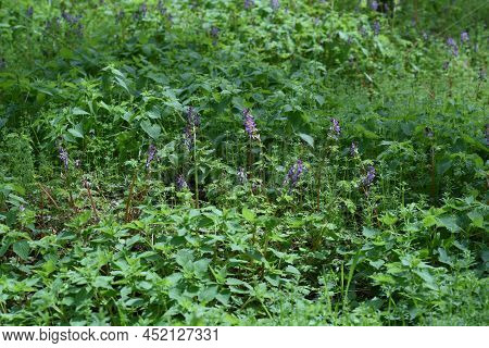 Fumewort (corydalis Insica) Flowers.papaveraceae Toxic Plants. It Grows Mainly In The Shade Of Trees