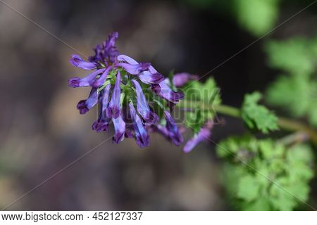 Fumewort (corydalis Insica) Flowers.papaveraceae Toxic Plants. It Grows Mainly In The Shade Of Trees