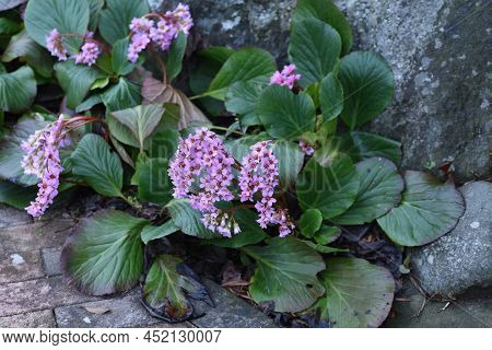 Bergenia (himalayan Creeping Saxifrage) Flowers. Saxifragaceae Evergreen Perennial Plants. Native To