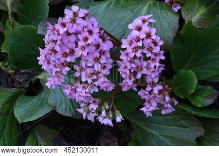 Bergenia (himalayan Creeping Saxifrage) Flowers. Saxifragaceae Evergreen Perennial Plants. Native To