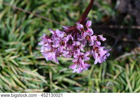 Bergenia (himalayan Creeping Saxifrage) Flowers. Saxifragaceae Evergreen Perennial Plants. Native To