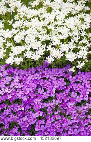 Ground Cover Flowers Candytuft And Purple Rockcress