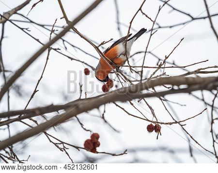 Bullfinch Sits On A Branch And Eats Small Red Apples. The Eurasian Or Common Bullfinch, Pyrrhula Pyr