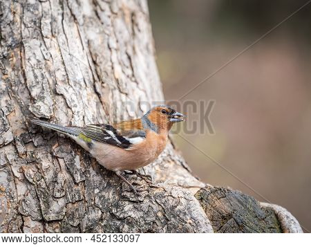 Common Chaffinch, Fringilla Coelebs, Sits On A Tree. Common Chaffinch In Wildlife.