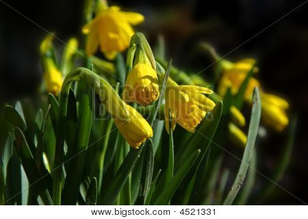 Narciso