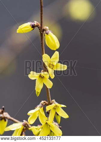 Forsythia. Blooming Forsythia Bush. Yellow Flower On A Branch Of Forsythia. The Beauty Of Spring Nat