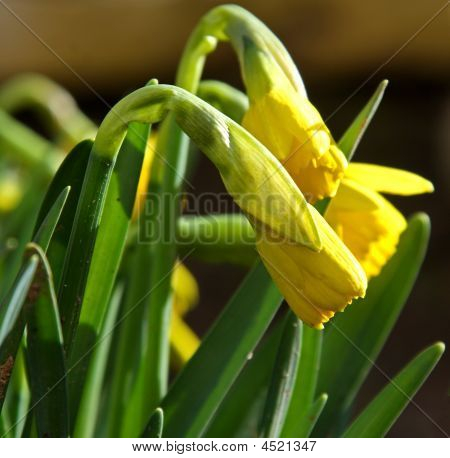 Narciso