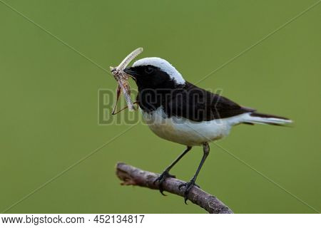 The pied wheatear (Oenanthe pleschanka) in natural habitat 