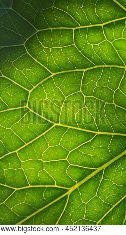 Fresh Plant Leaf Close-up In The Sun. Mosaic Pattern Of Green Cells And Yellow Veins. Abstract Verti