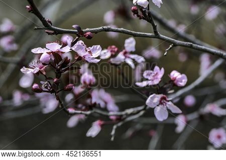 Pissardi Plum Tree Blooming With Pink Flowers. Selective Focus. Blurred Background