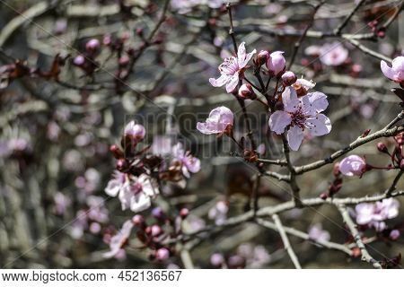 Pissardi Plum Tree Blooming With Pink Flowers. Selective Focus. Blurred Background
