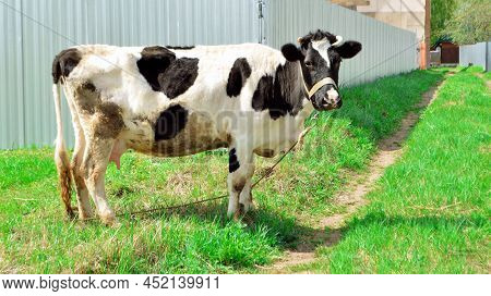Black Motley Cow Stands On Green Grass In Meadow. Pasture. There Are Trees In Background. Blue Sky. 