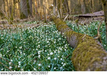 Beautiful Blooming Early Spring Snowflake Flowers Leucojum Vernum In A Spring Forest. Forest Floor C