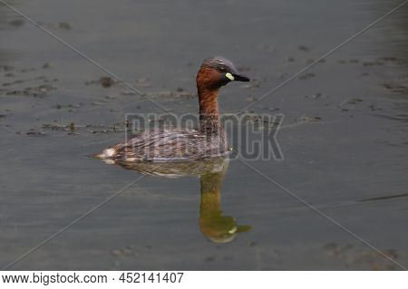 One Little Grebe (tachybaptus Ruficollis) Swimming In Dark Water