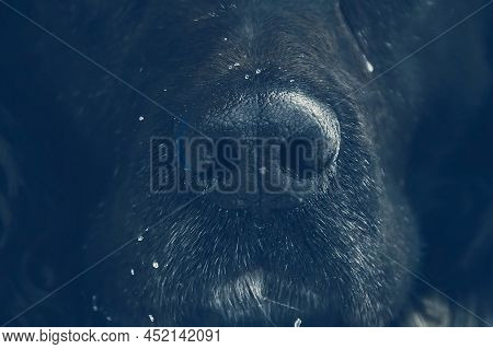 The Squeak Of A Dark Dog. Sensitive Nose Of The Dog. Squeak Up Close