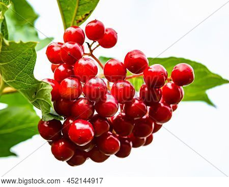 Photography On Theme Beautiful Sour Berry Viburnum